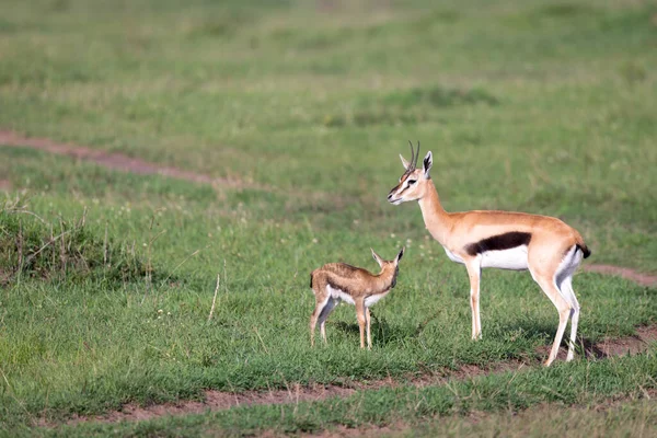 Eine Thomson Gazelle Mit Ihrem Nachwuchs Der Savanne — Stockfoto