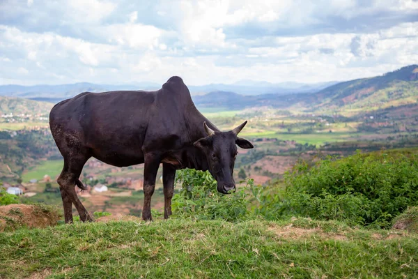 Zebu Cattle Pasture Island Madagascar — Stock Photo, Image