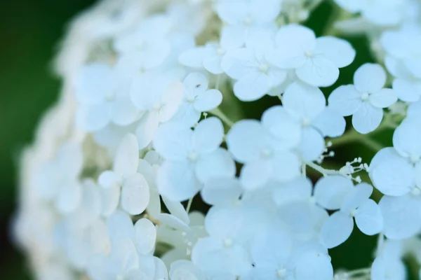 Hermosas Flores Hortensias Blancas Jardín — Foto de Stock