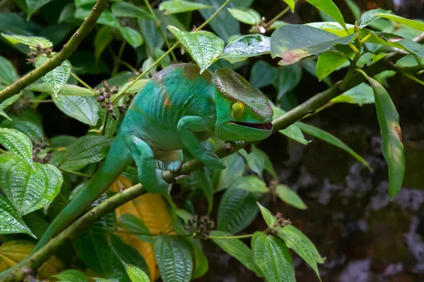 Bir Bukalemun Madagaskar Daki Bir Yağmur Ormanında Bir Dal Boyunca — Stok fotoğraf