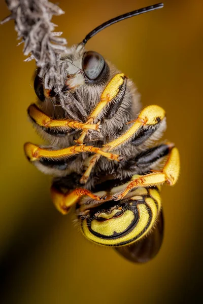 Mężczyzna Trachusa Przerwał Pszczołom Sen Gryząc Małą Gałąź — Zdjęcie stockowe