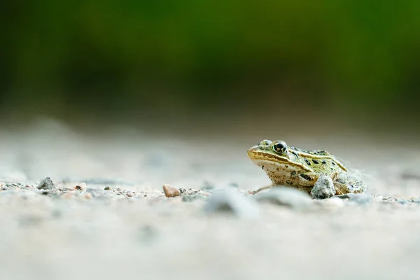 Side View Northern Leopard Frog Walking Path — Fotografia de Stock