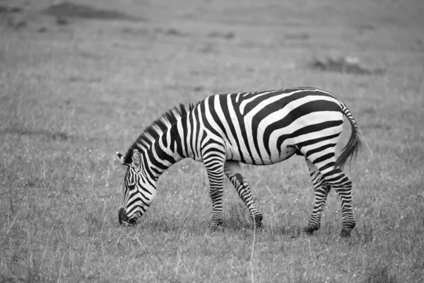 サバンナでシマウマが走って草を食らう — ストック写真