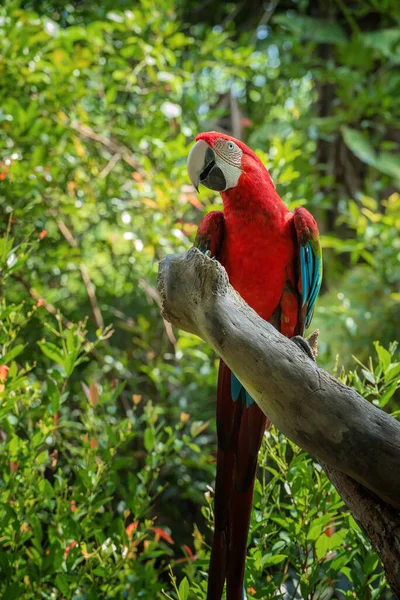 Guacamayo Alas Verdes Rama Del Árbol — Foto de Stock