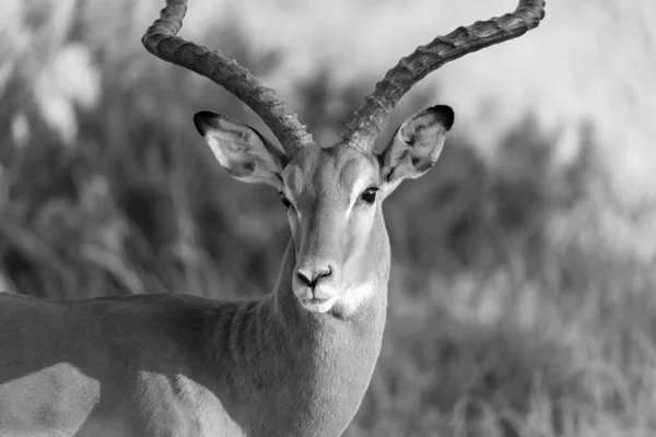 Portrait Impala Antelope Savannah Kenya — Stock Photo, Image