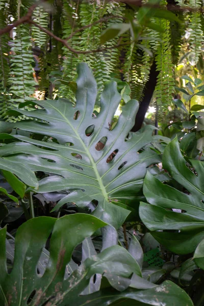 Indah Daun Hijau Tanaman Kebun Resor Foto Saham — Stok Foto