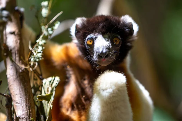 Een Sifaka Maki Die Zich Comfortabel Heeft Gemaakt Boomtop — Stockfoto