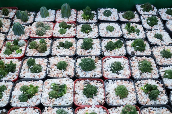 Cactus Plant Pots Window Shopping Stock Photo — Stock Photo, Image