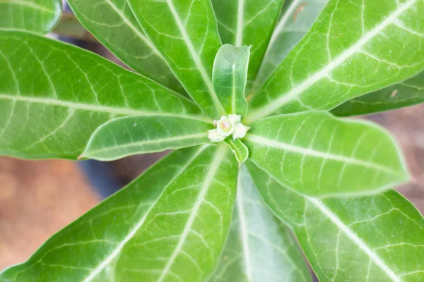 Yakın Plan Azalea Çiçekleri Yeşil Yapraklar Bitki Stok Fotoğrafı — Stok fotoğraf