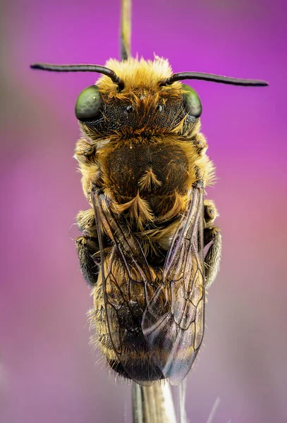 Varón Megachile Durmiendo Atado Una Rama Con Sus Mandíbulas —  Fotos de Stock