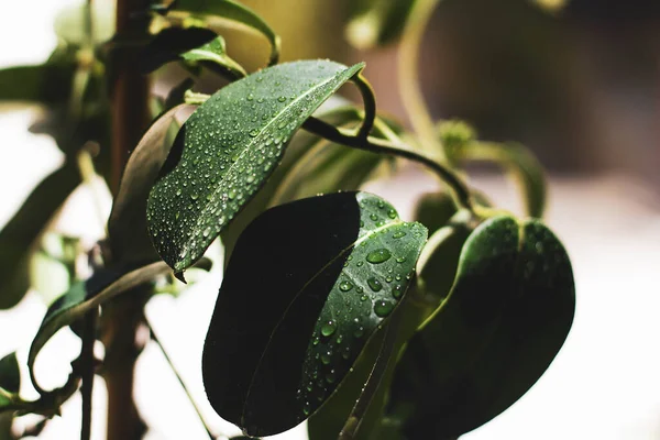 Raindrops Green Leaves Macro Photo — Foto Stock