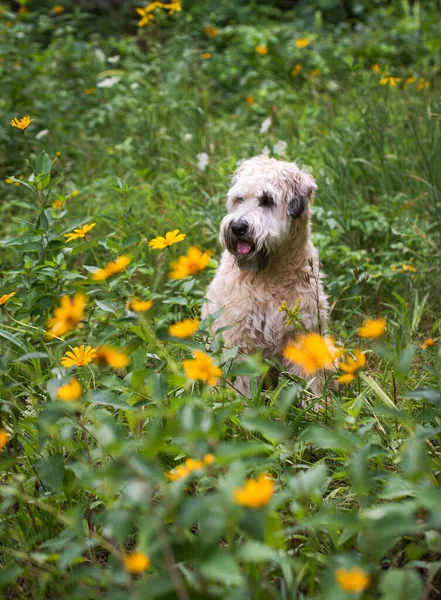 Hond Het Park — Stockfoto