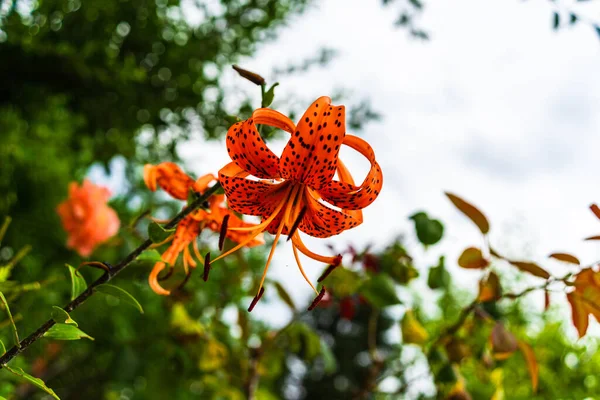 Orange spotted lily (Tiger lily) with green flower buds in the garden on a sunny day..