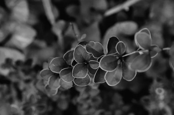 Barberry Tunberg Leaves Bush Branch Photo Evening Black White Photo — Stock Photo, Image