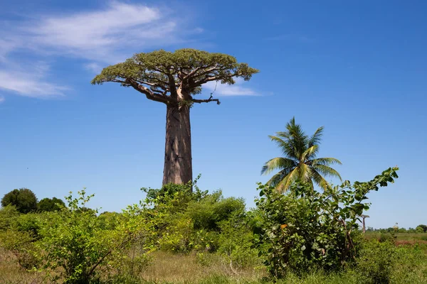 Ett Särskilt Stort Baobab Träd Vidden Madagaskar — Stockfoto