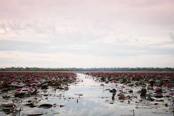 Kırmızı Lotus Udonthani Tayland Tayland (görünmeyen), at Lake stok fotoğraf