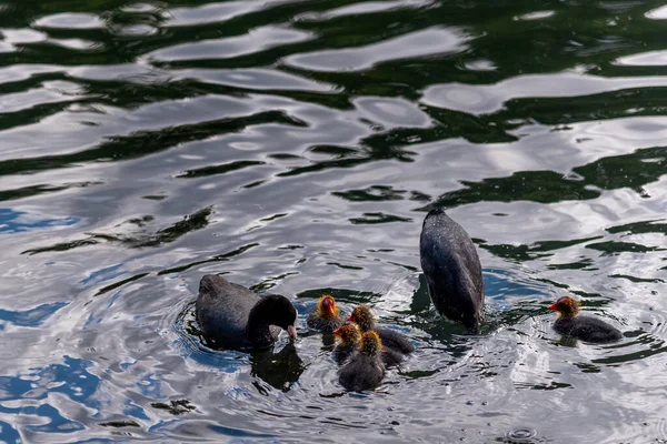 Rußvögel Ausgewachsene Vögel Und Küken Füttern Teich — Stockfoto