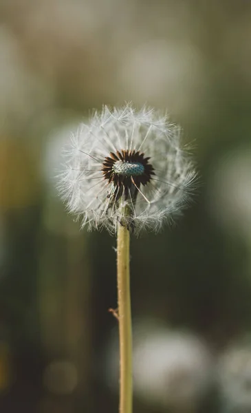 Mooi Botanisch Schot Natuurlijk Behang — Stockfoto