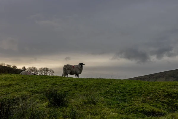 Sheeps Farm Land Path Captured Sunset Colorful Sky — Stock Photo, Image