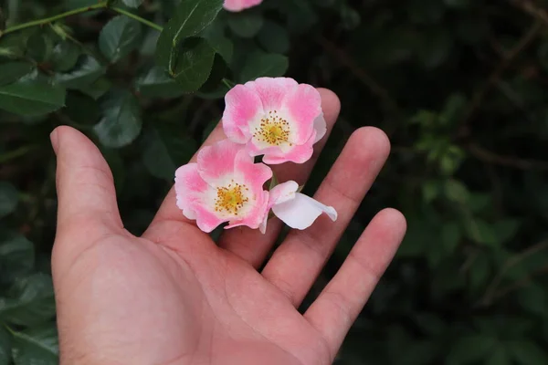 Женская Рука Держит Розовый Цветок Саду — стоковое фото