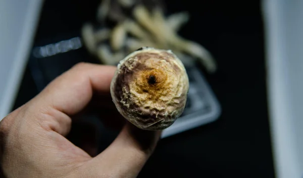 Investigação Científica Sobre Efeitos Dos Cogumelos Psilocibina Corpo Humano Mente — Fotografia de Stock