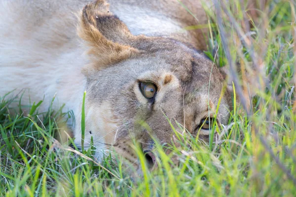 Gros Plan Une Lionne Essayant Reposer Dans Herbe — Photo