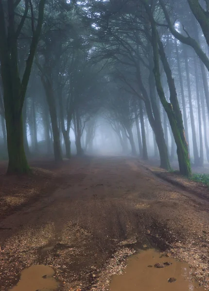 Bela Floresta Outono Com Nevoeiro Árvores — Fotografia de Stock