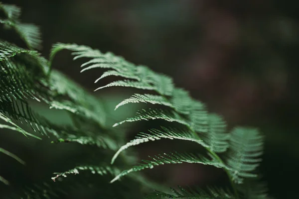 Folhas Samambaia Verde Jardim — Fotografia de Stock