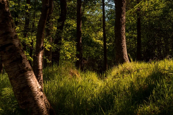Ścieżka Leśna Porannym Słońcu Balerno Szkocja — Zdjęcie stockowe