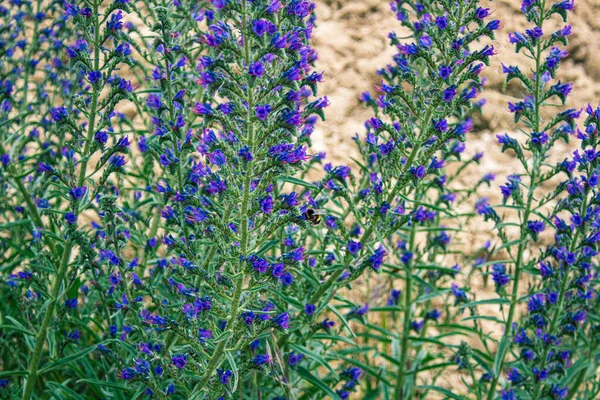 Schöne Blumen Garten — Stockfoto