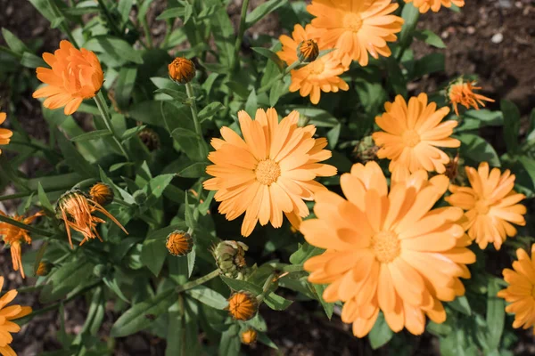 Hermosas Flores Jardín —  Fotos de Stock