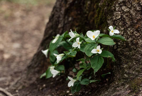 Vackra Vilda Blommor Skogen — Stockfoto