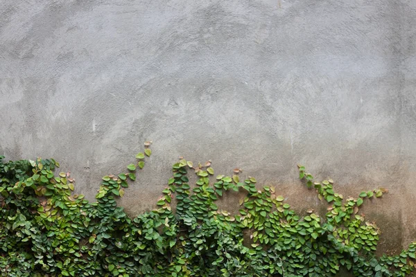 Πράσινο Φύλλο Στον Τοίχο Από Τούβλα Φωτογραφία Αρχείου — Φωτογραφία Αρχείου