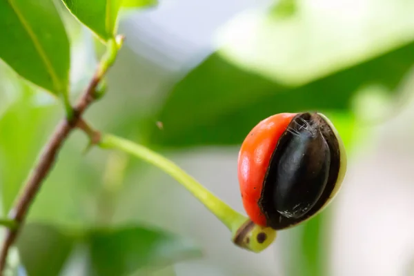 Uma Planta Café Com Feijão — Fotografia de Stock