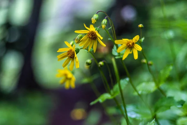 Belles Fleurs Dans Jardin — Photo