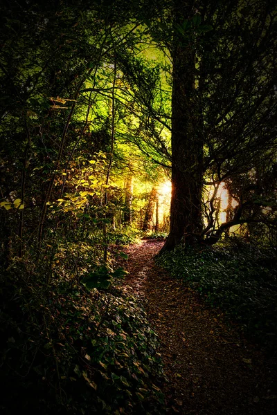 Vacker Höstskog Med Träd Och Löv — Stockfoto