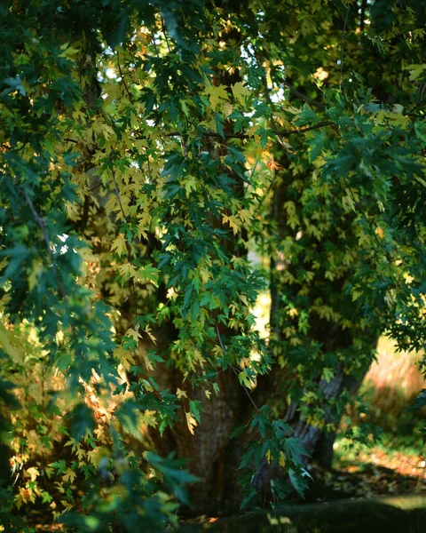 Yaz mevsiminde yeşil yapraklı Bigleaf Akçaağacı