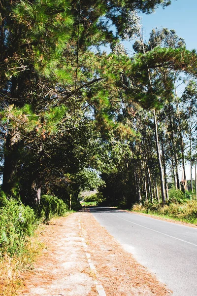 森林中的道路 — 图库照片