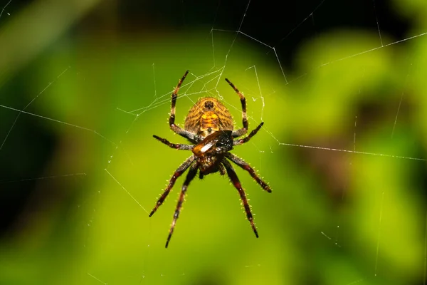 Une Araignée Dans Toile Dans Forêt Tropicale — Photo