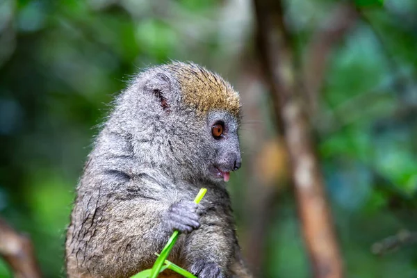 Ein Kleiner Lemur Auf Einem Ast Frisst Einem Grashalm — Stockfoto