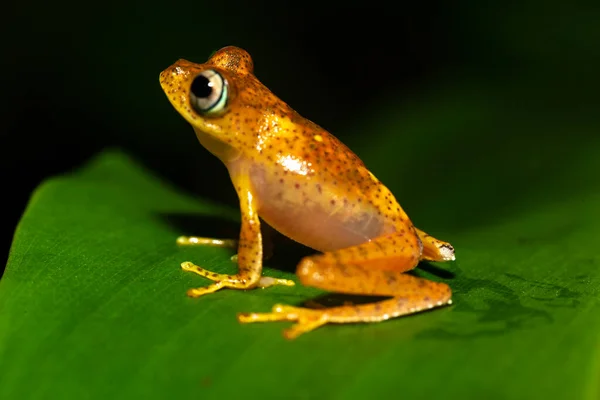 マダガスカルの緑の葉の上にオレンジの小さなカエル — ストック写真
