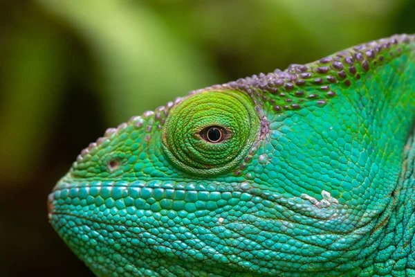 Close Macro Shot Green Chameleon — Stock Photo, Image