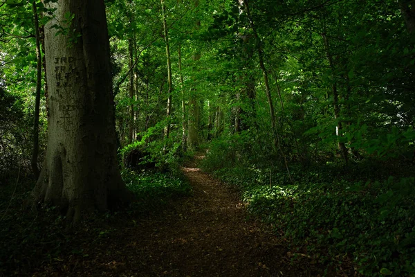 Forêt Verte Dans Les Bois — Photo