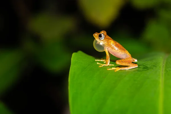 マダガスカルの緑の葉の上にオレンジの小さなカエル — ストック写真