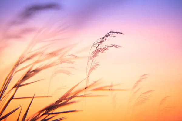 Tarweoren Het Veld Bij Zonsondergang Natuurpark Villafafila Lagoons Zamora Castilla — Stockfoto