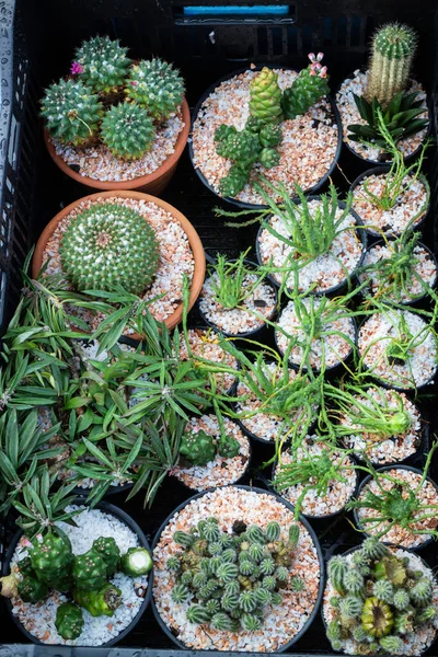 Cactus Plant Potten Etalage Winkelen Voorraad Foto — Stockfoto