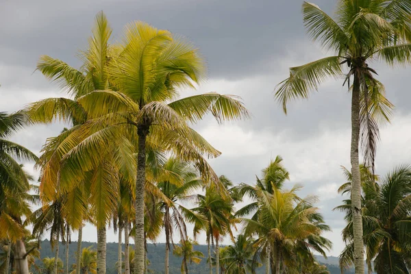 Belle Plage Tropicale Avec Palmiers Ciel Bleu — Photo