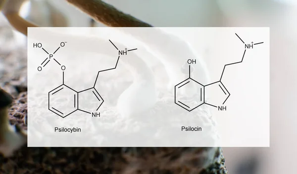 사람들의 정신적 신체적 건강에 미치는 실로시빈과 시신의 의학적 실로시빈 버섯의 — 스톡 사진