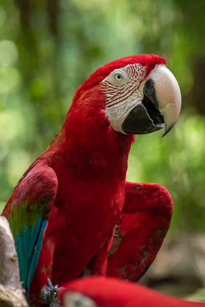 Guacamayo Alas Verdes Rama Del Árbol — Foto de Stock