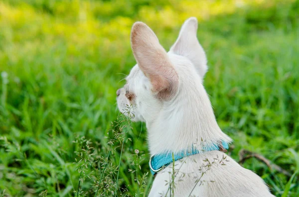 Chihuahua Hundewelpe Weißer Farbe Gassi Gehen Und Sich Haustiere Kümmern — Stockfoto